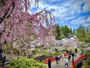 桜、SAKURA、JAPAN